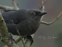 Troepialen [Icteridae]